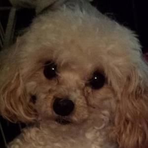 Meet your Posher, Barb